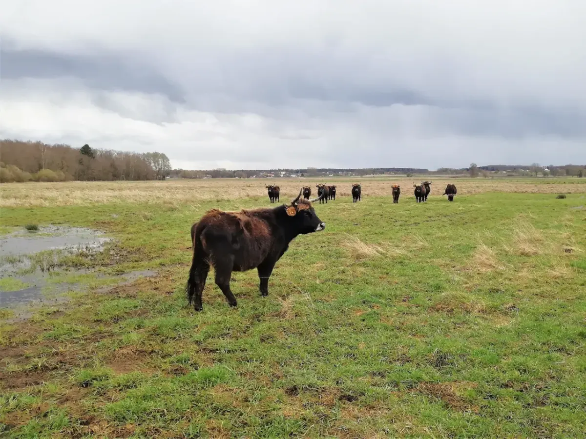 Rinder stehen auf einer Weidefläche