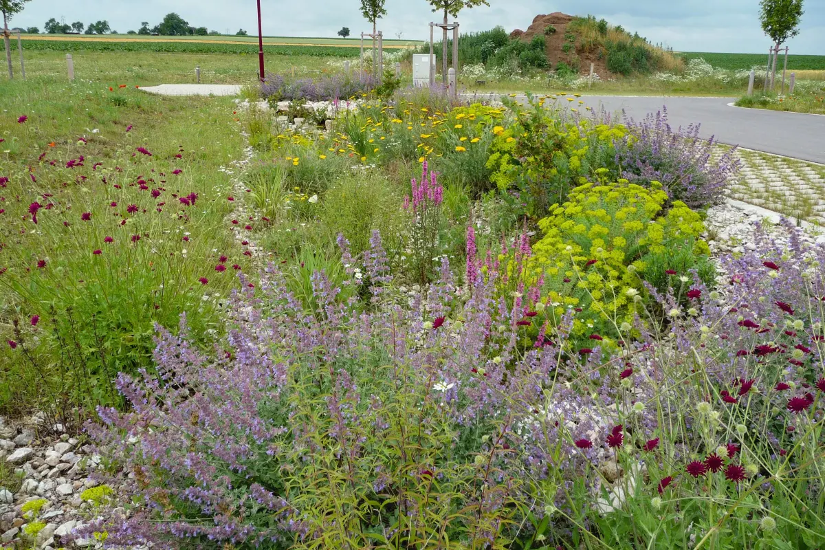 Eine bepflanzte Versickerungsmulde in Willanzheim im Sommer 2009