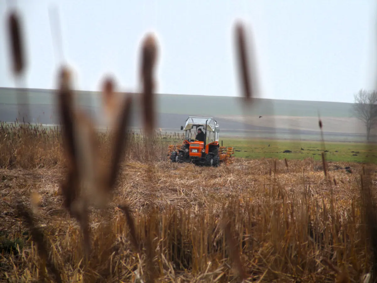 Roter Traktor auf einem einem Feld bei der Ernte. Trübes Wetter.
