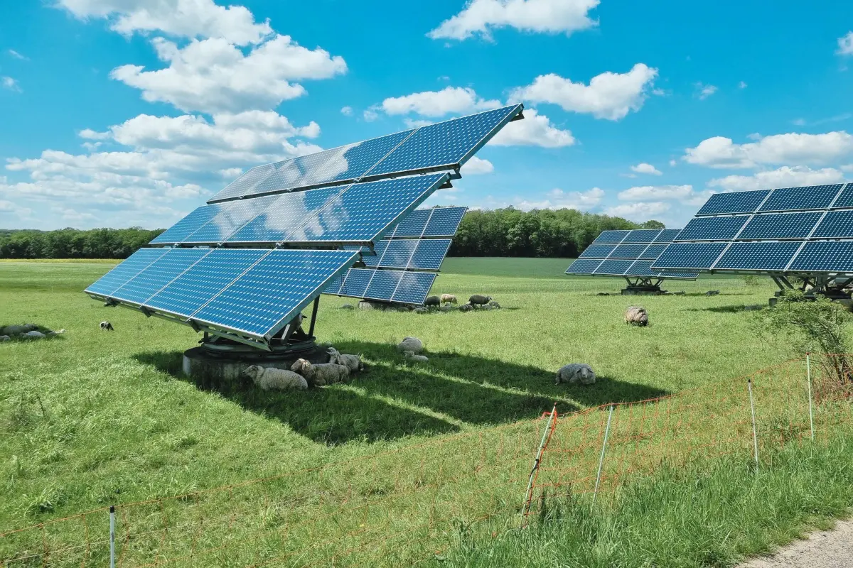 PV-Freiflächenanlage bei gutem Wetter auf einem Feld, unter den PV-Modulen liegen Schafe.