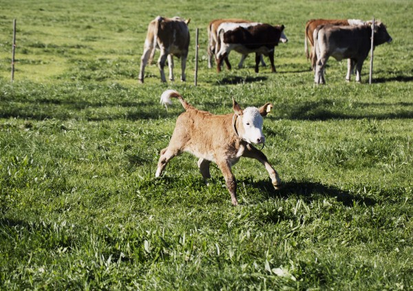 Kalb auf Allgäuer Weide