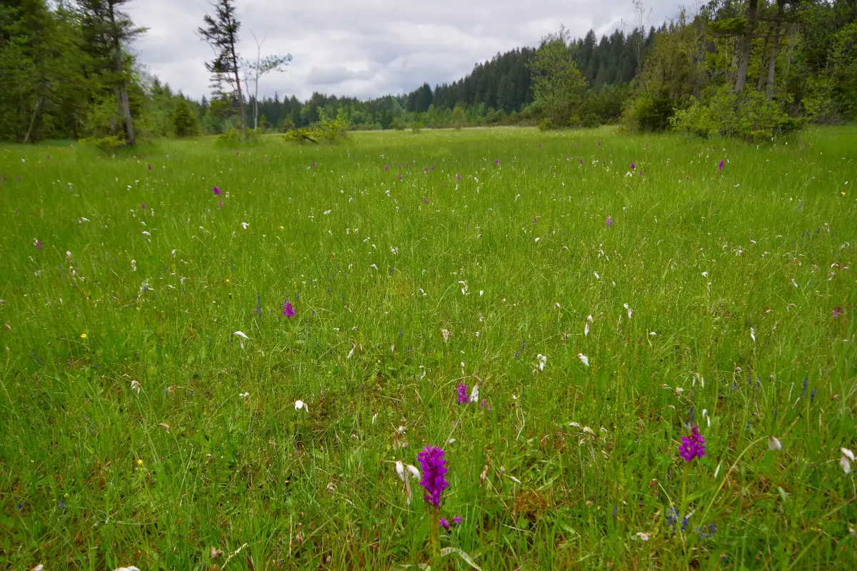 Moorwiese mit lila Blumen. Umgeben von einem Wald. Wolken im Hintergrund.