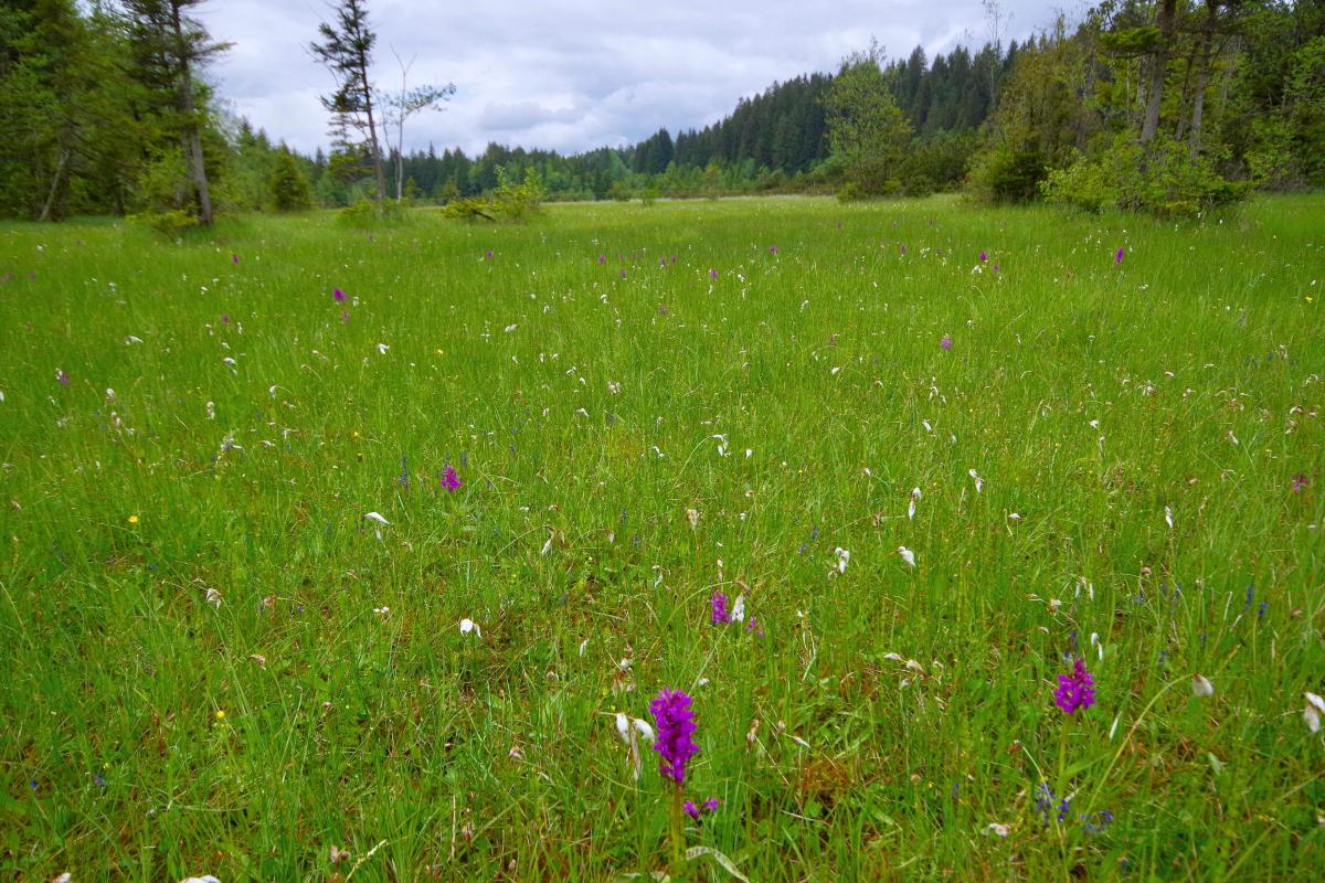 Kalkreiches Niedermoor mit blühenden Orchideen und Wollgräsern. im Hintergrund Wald