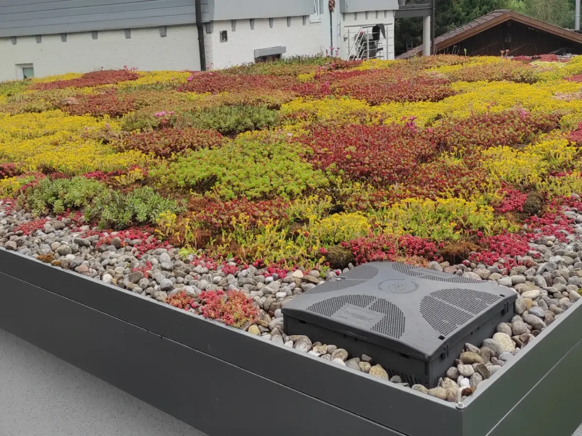 Extensives Gründach auf einem Carport.