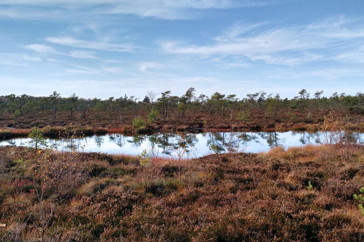 Offene Wasserfläche in einer Hochmoorlandschaft