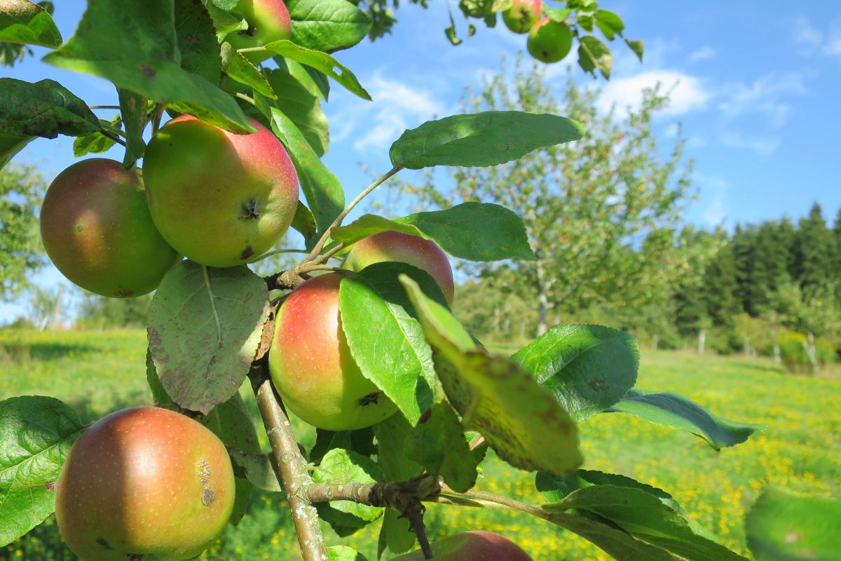 Ein Ast ist üppib mit Äpfeln behangen. Im Hintergrund ist eine blühende Wiese mit weiteren Apfelbäumen zu sehen