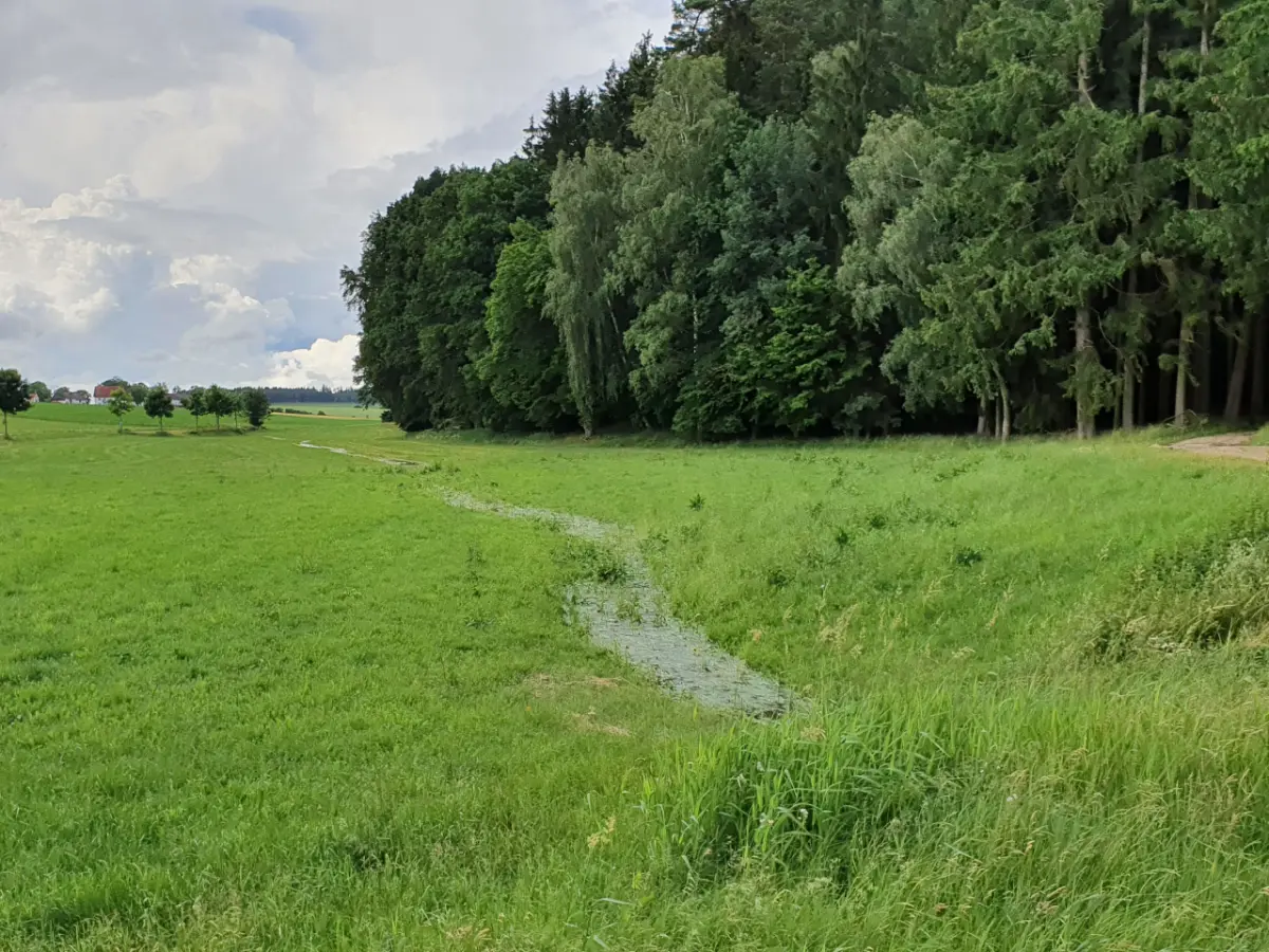 Überflutete Wiese. Rechts ein Mischwald.