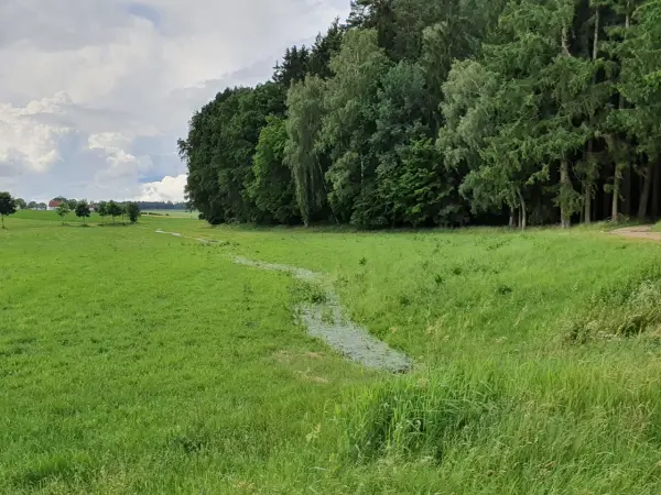 Überflutete Wiese. Rechts ein Mischwald.