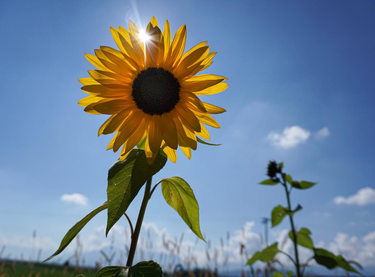 Sonnenblume vor blauem Himmel