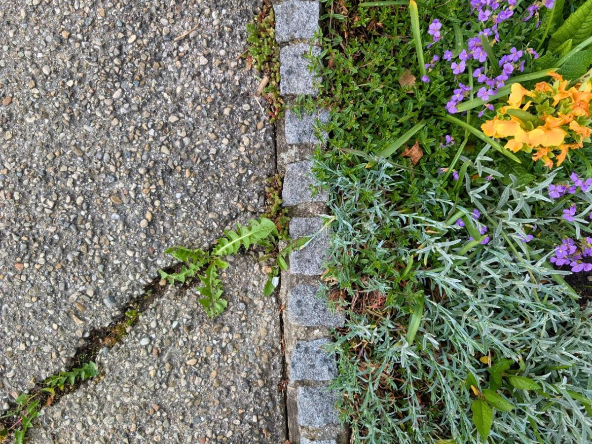 Links Asphaltboden, rechts bepflanztes Beet. Klare Trennung in der Mitte durch Steinfassung.