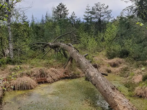 Umgekippter Baum in einer bewaldeten Moorlandschaft