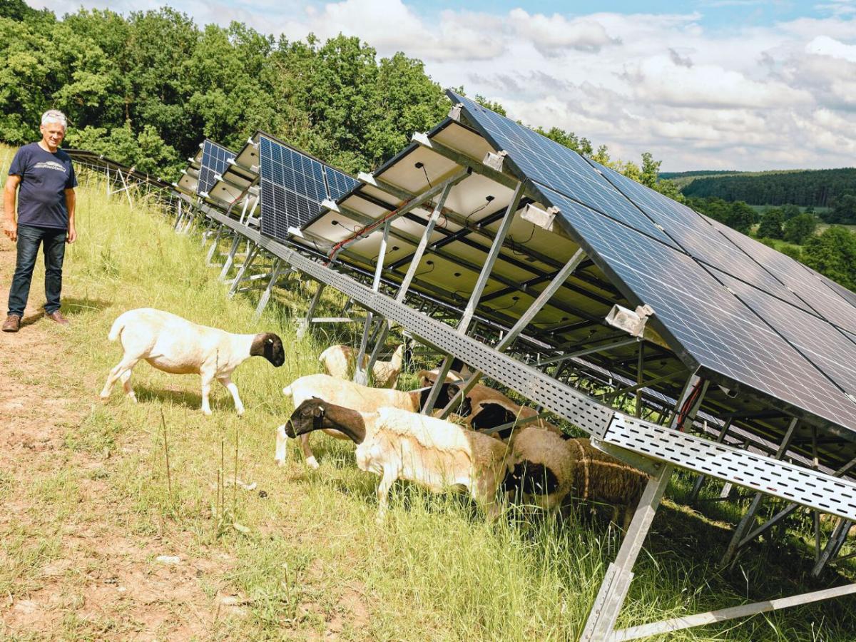 Schafe weiden unter eine PV-Freiflächenanlage.