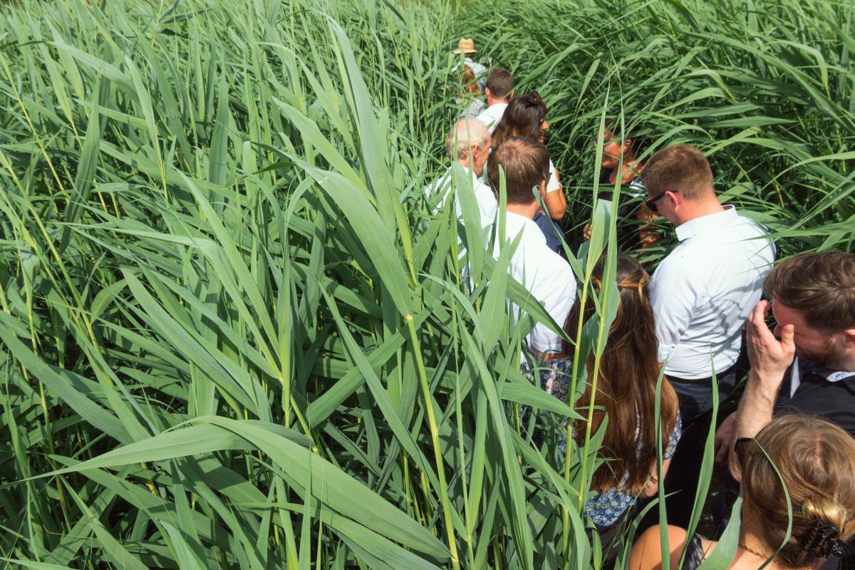 Wanderung im Rohrgrasfeld.