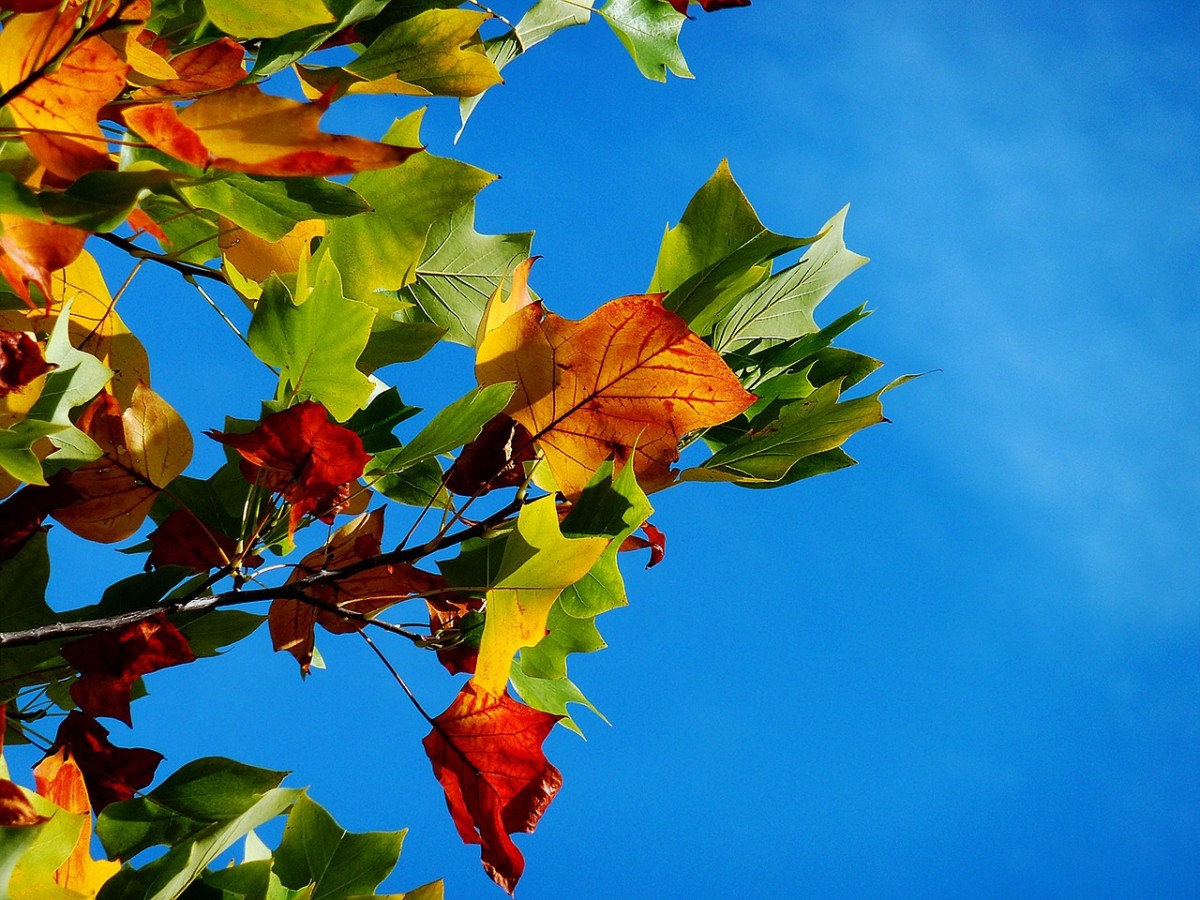 Herbstlaub vor blauem Himmel