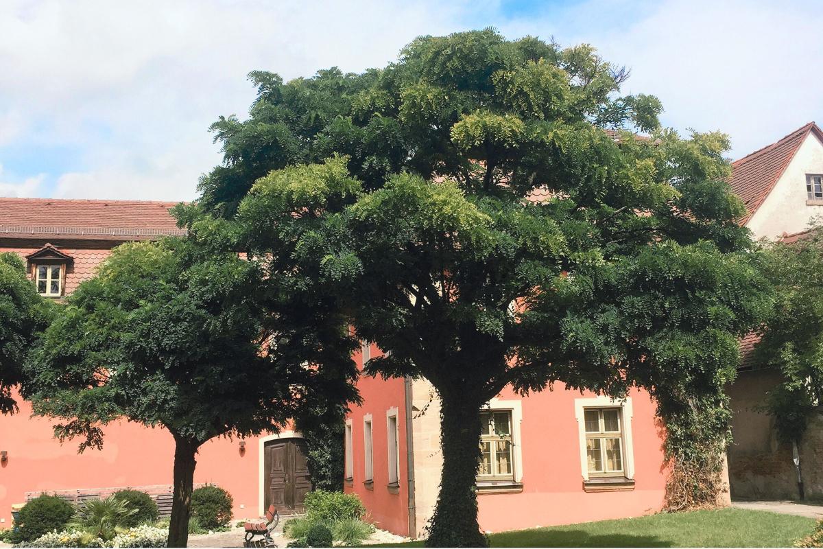 In einem Innenhof stehender Baum mit breiter, dunkelgrüner Krone