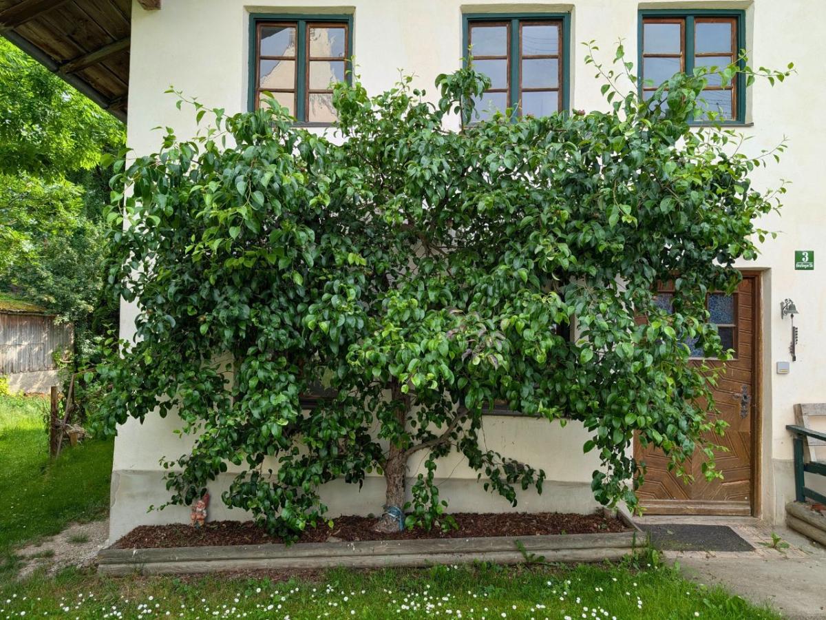 Spalierbaum an Hausmauer.