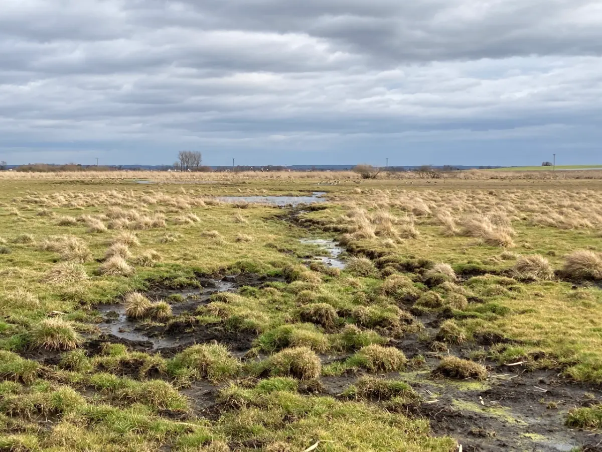 Blick über eine Moorlandschaft bei bewölktem Wetter