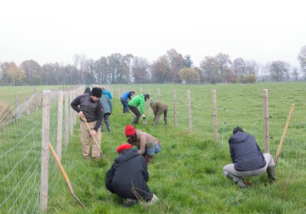 Menschen graben an einem Novembertag eine Hecke auf einer Wiese ein.