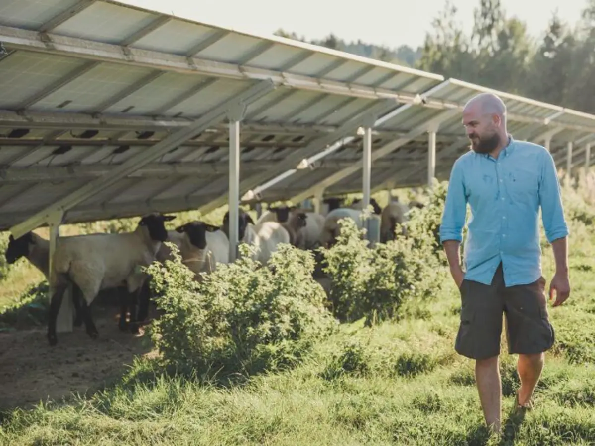 Schafbeweidung unter PV-Anlage