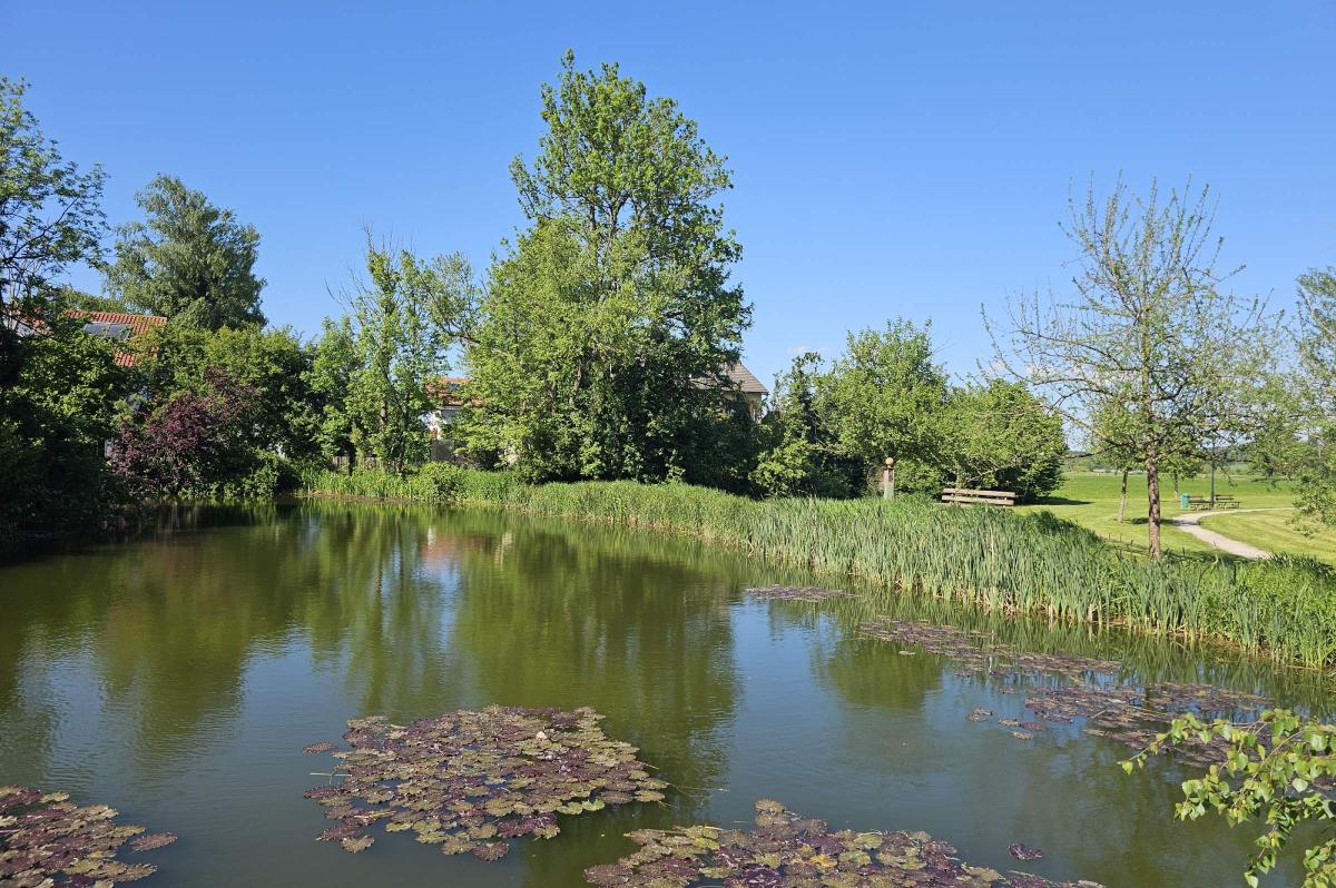 Weiher im Vordergrund mit Seerosen. Im Hintergrund Bäume und eine Parkanlage bei blauem Himmel.