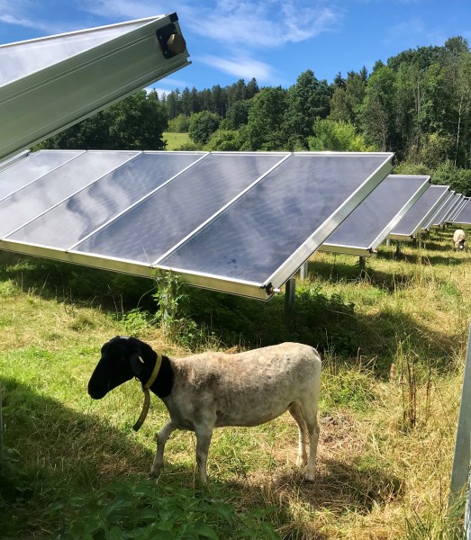 Die Schafe freuen sich, wenn sie im Sommer unter den Solarmodulen Schatten finden | © Willi Mirus Schafe zwischen Solarmodulen