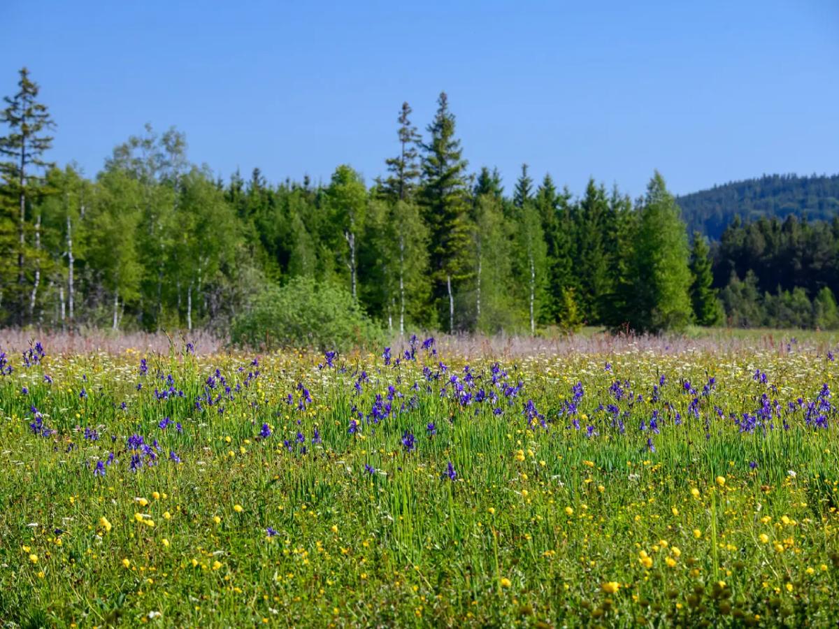 Bunte Streuwiese mit typischer Niedermoorvegetation wie z.B. Europäische Troll-blume und Sibirische Schwertlilie