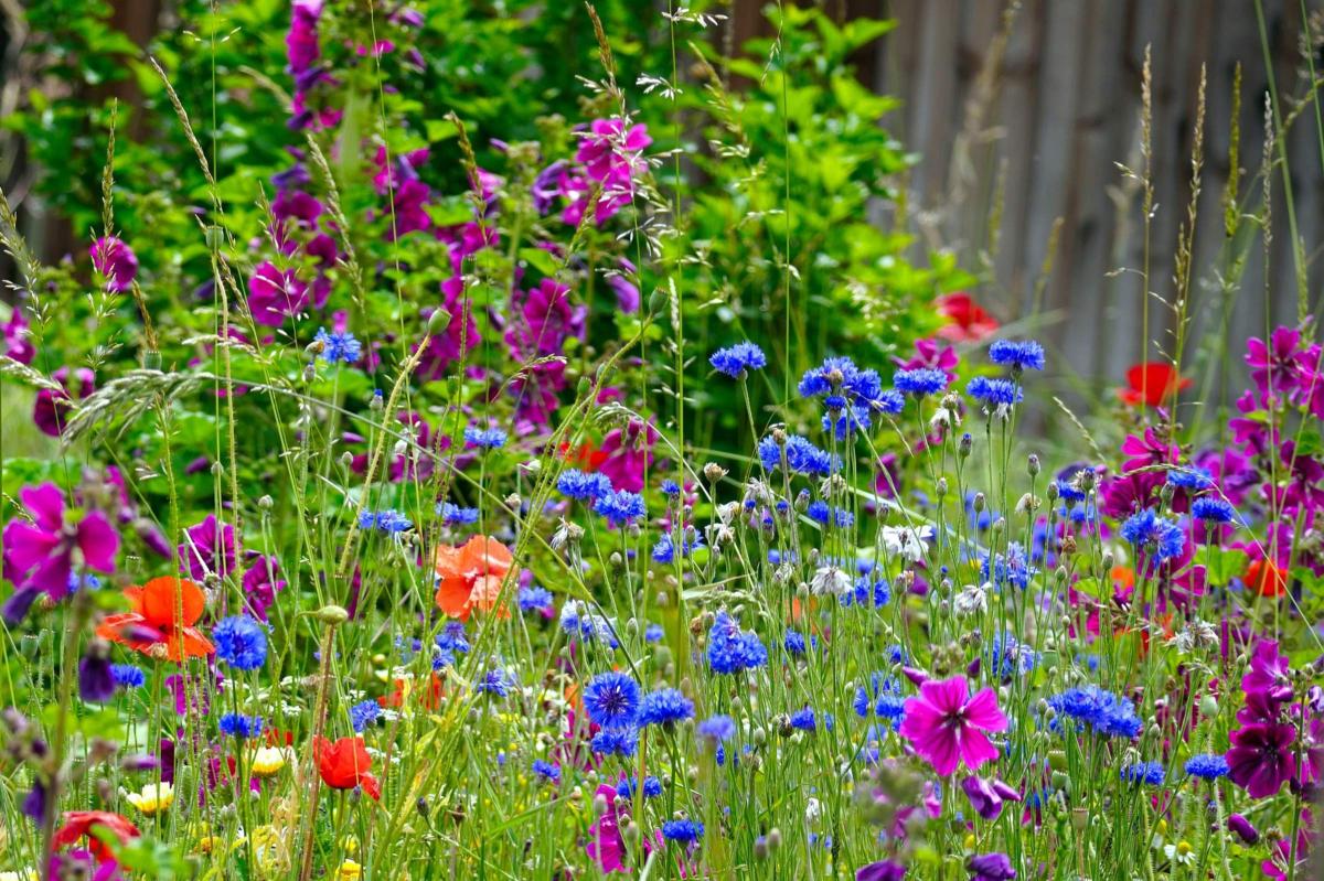 Bunte Wildblumenwiese im Vordergrund. Im Hintergrund: Holzzaun.