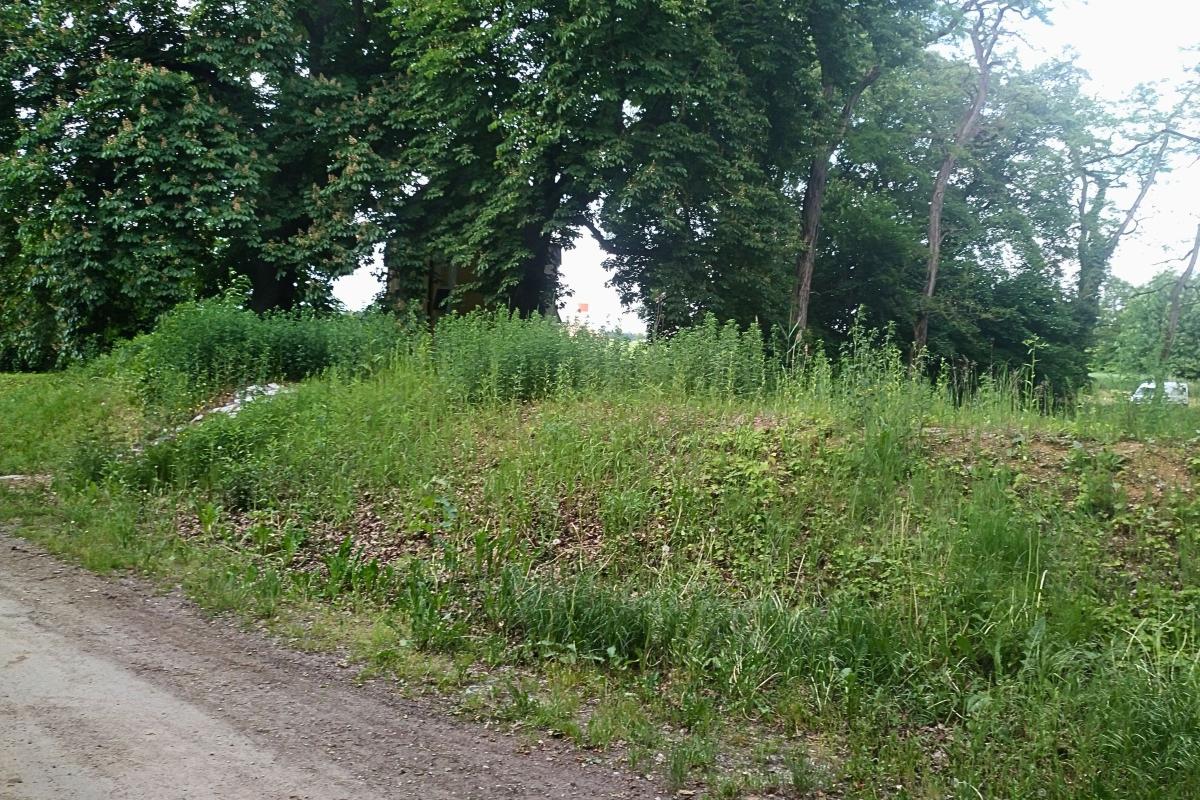 Bewachsener Erdwall.