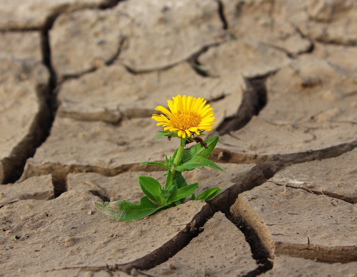 Gelbe Blume auf ausgetrocknetem Untergrund