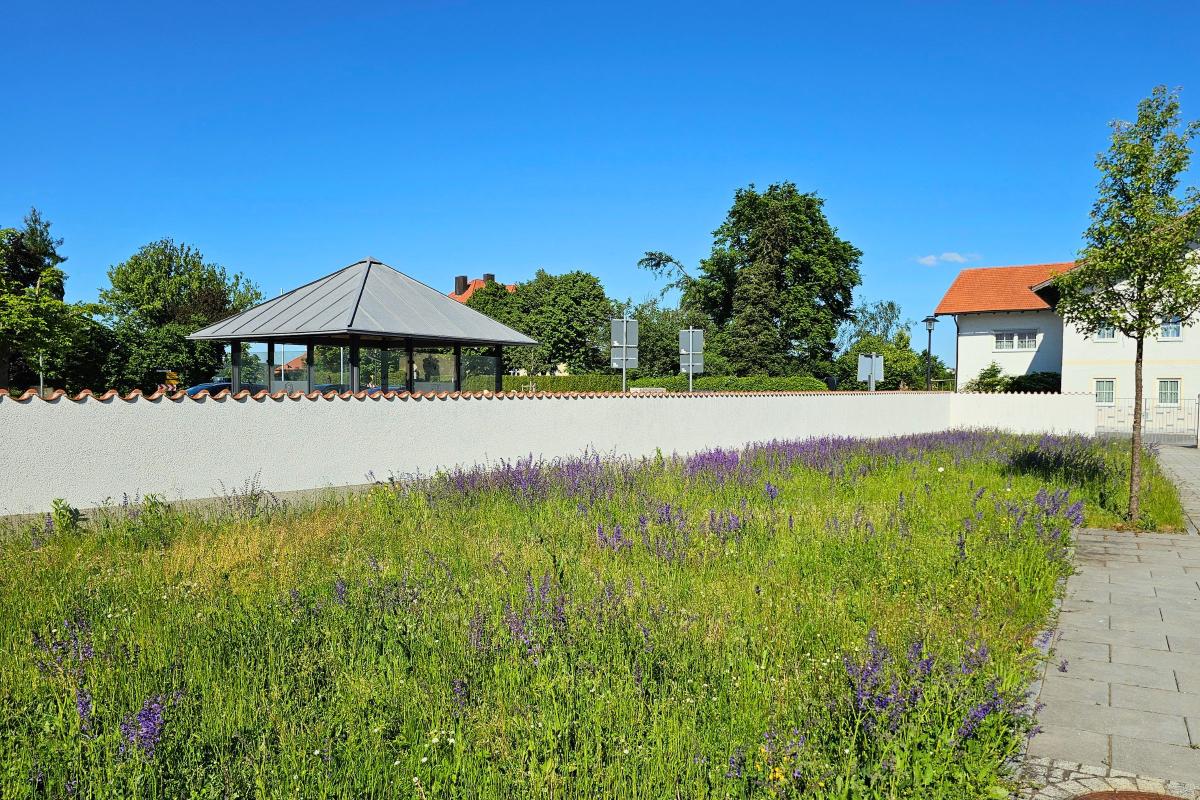 Blühstreifen zwischen Mauer und Gehweg in einem Dorf.