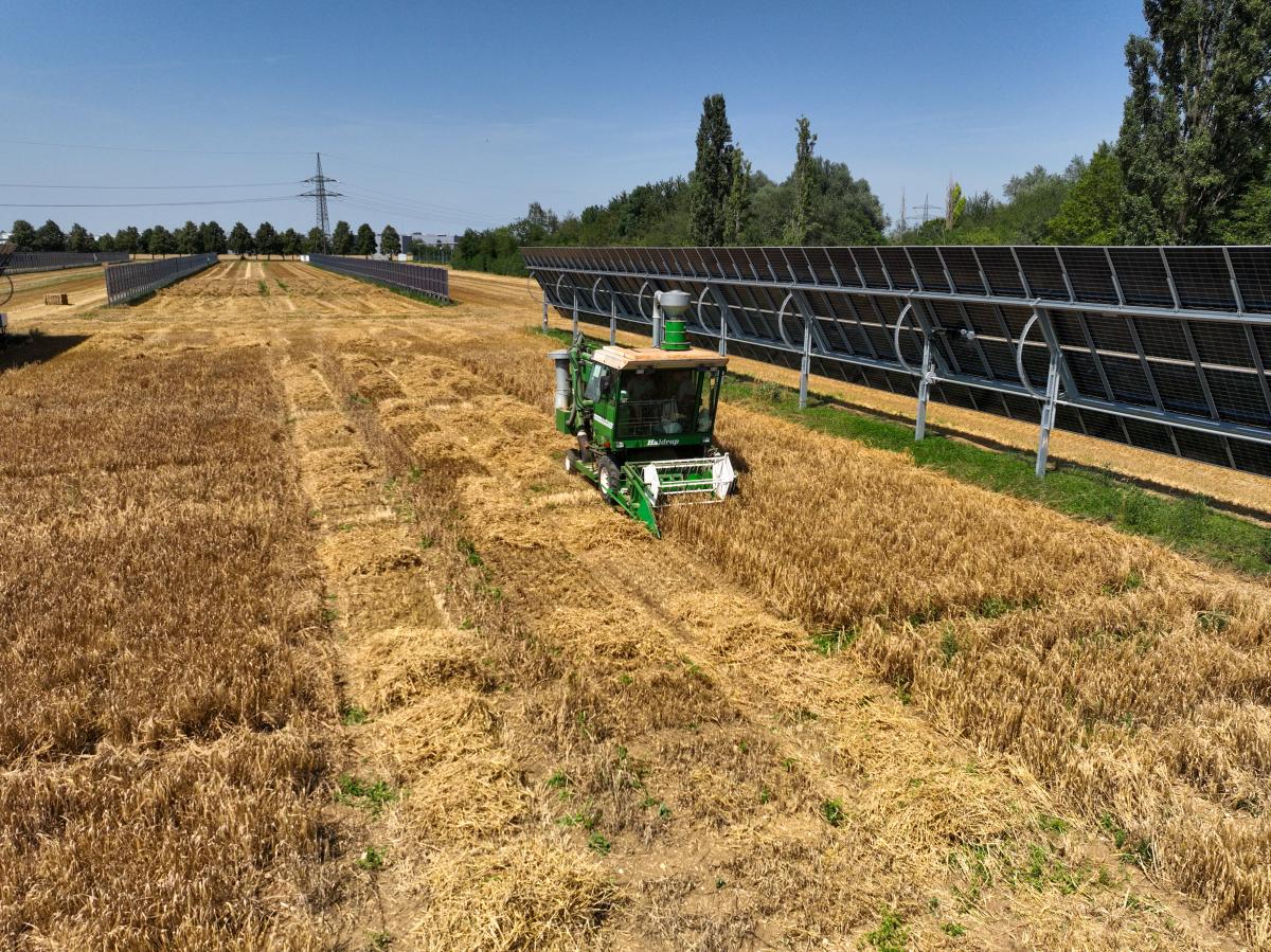 Mähdrescher bei der Getreideernte auf einem Feld unter Solarmodulen, die beweglich sind und sich zur Sonne neigen. Im Hintergrund steht ein Strommast. Es sind abgeerntete Bahnen im Feld sichtbar, der Himmel ist blau.