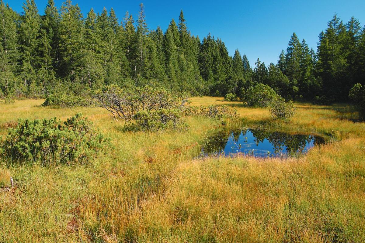 ein lebendes Hochmoor mit Moorauge und einzelnen Spirken. im Hintergrund ein Fichten Moorrandwald.