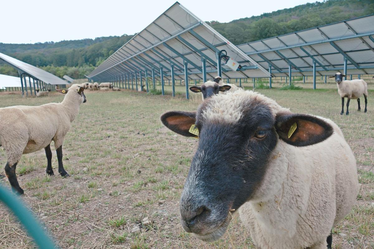 Schafe vor PV-Anlage