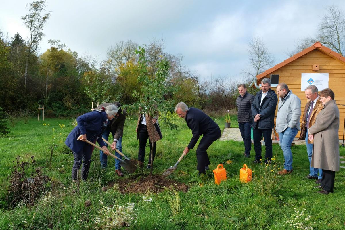 Personen pflanzen einen Baum.