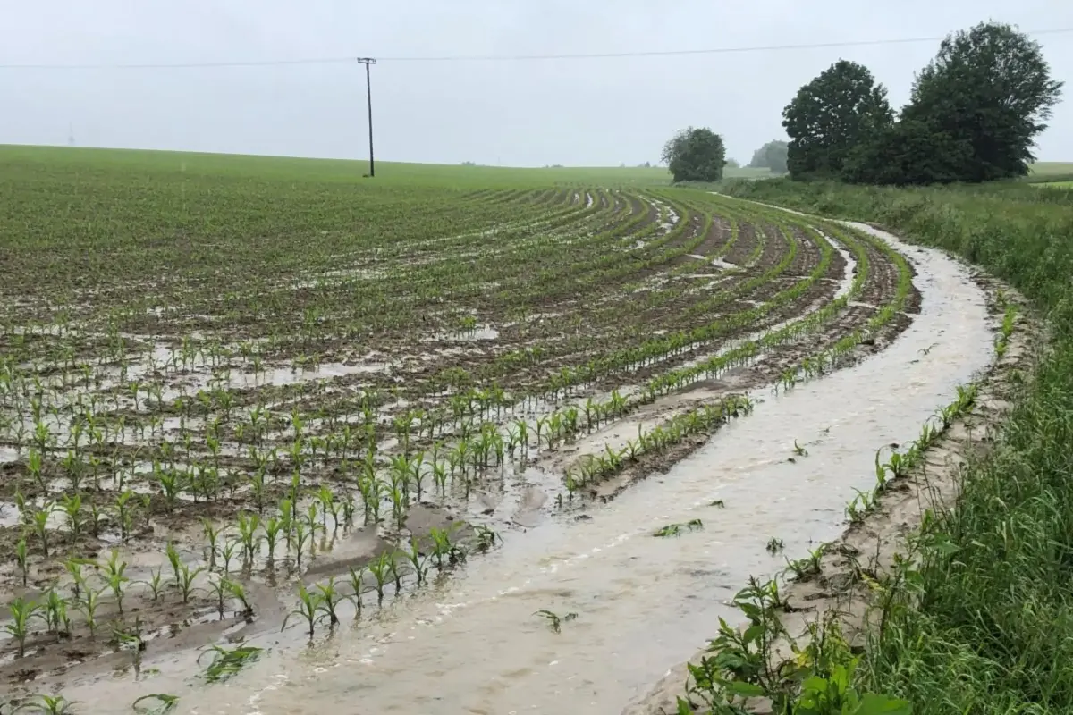 Überflutetes Maisfeld nach Starkregenereignis.