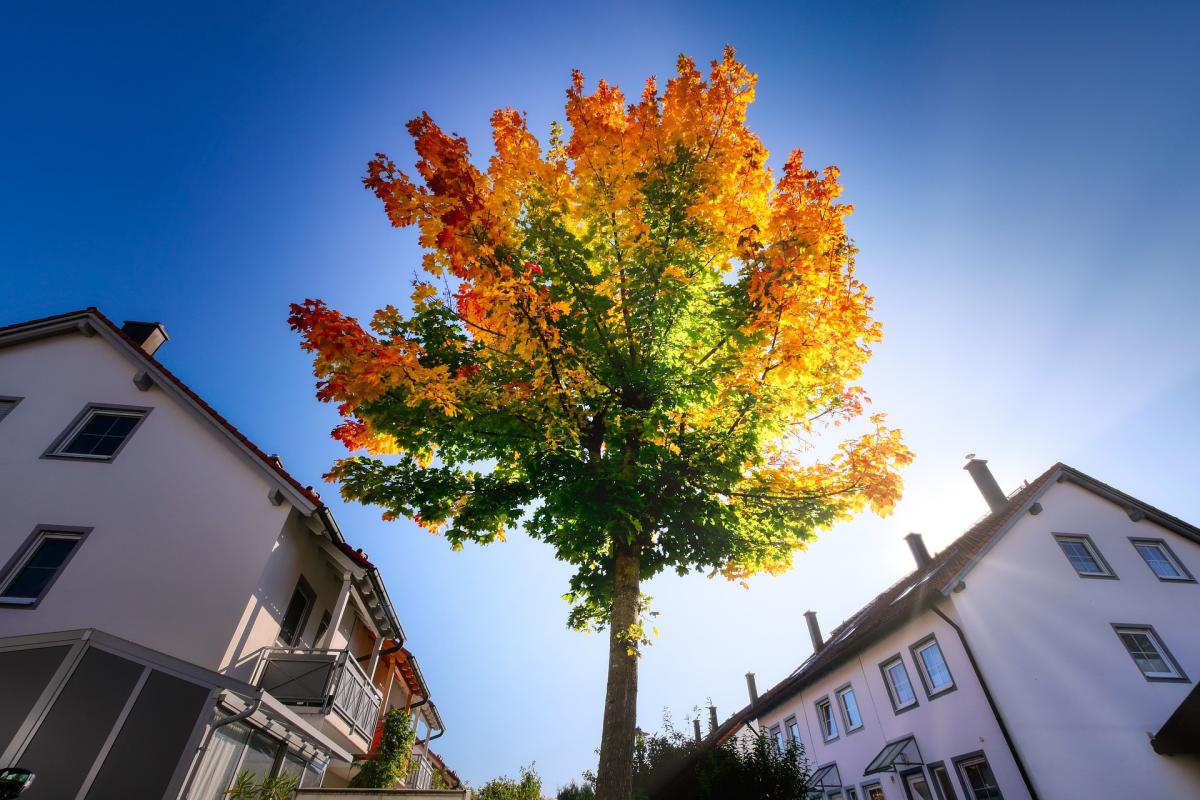 Herbstlich gefärbert Baum in einer Wohnsiedlung bei schönem Wetter