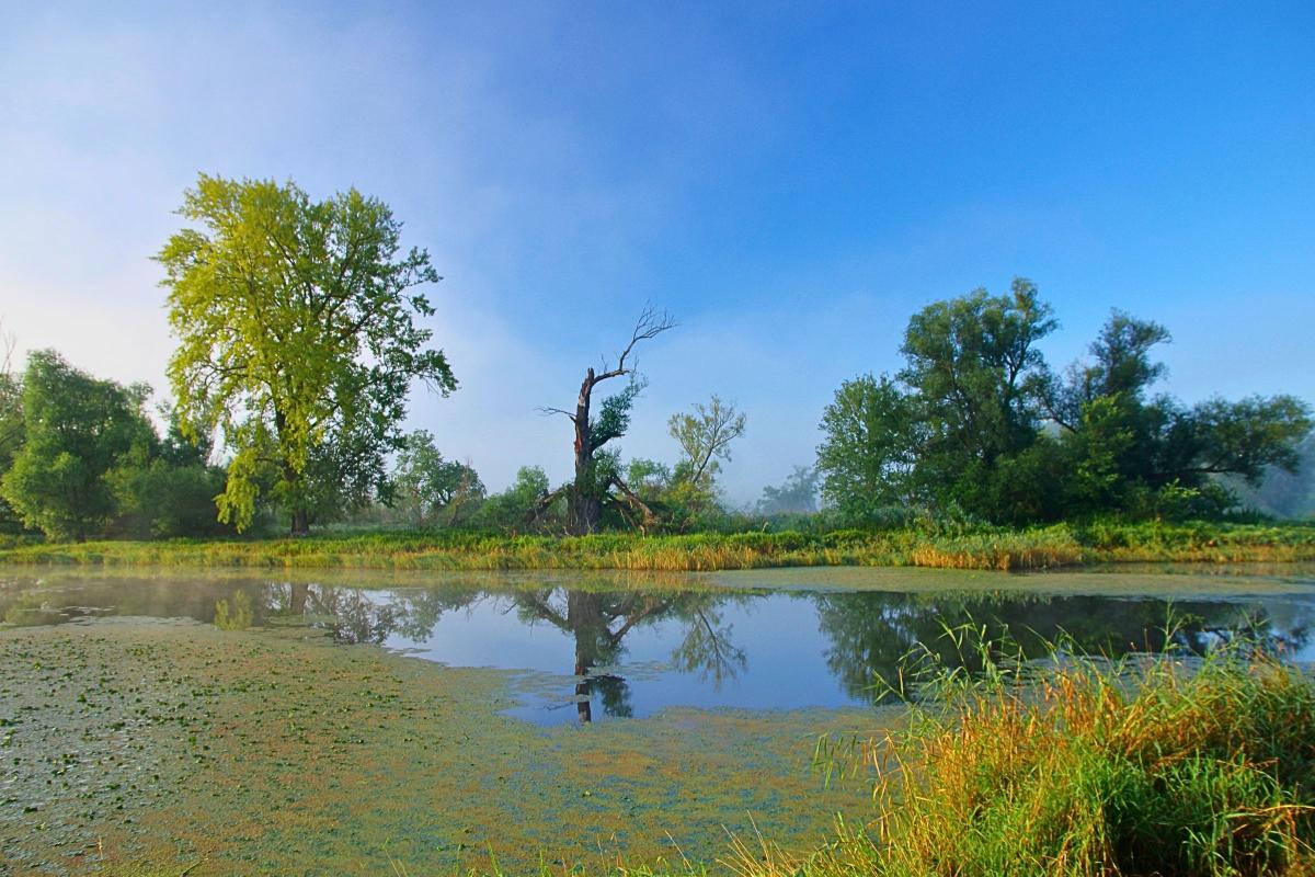 Träge dahinfließendes Gewässer mit lichtem Auwald an beiden Ufern