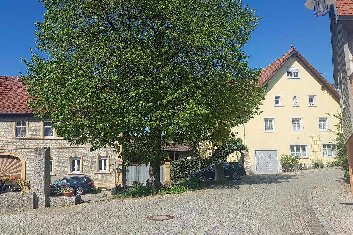 Dorfplatz mit gelben Haus und großem Laubbaum in der Mitte.
