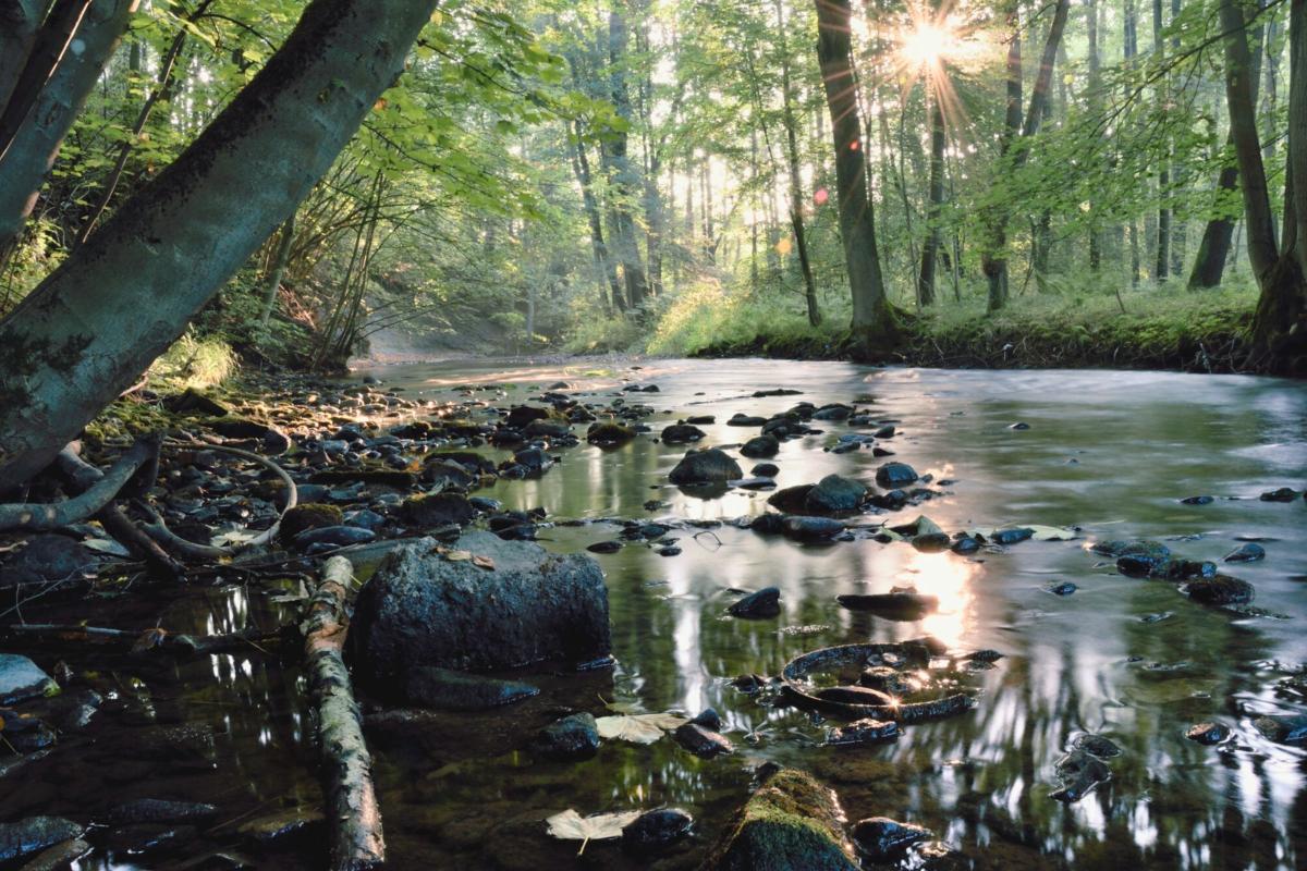 Ein Bach im Wald