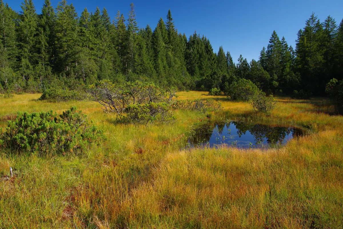 ein lebendes Hochmoor mit Moorauge und einzelnen Spirken. im Hintergrund ein Fichten Moorrandwald. Natura 2000 Lebensraumtyp 7110 lebende Hochmoore Moor offenes Hochmoor Moorauge Spirke Moorwald