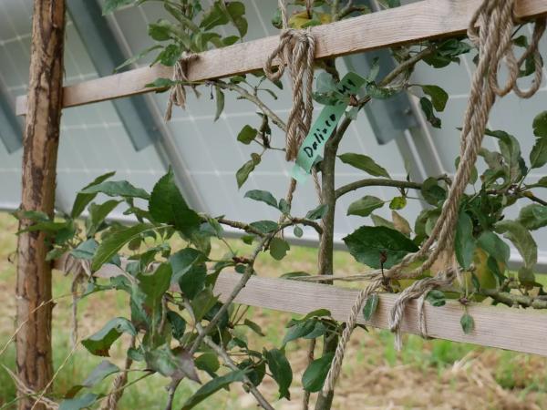 Unter den Modulen wachsen Äpfel und Beeren