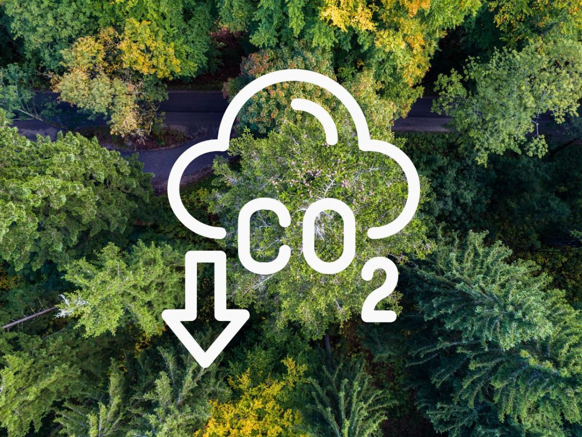 Weißes Icon CO2 in Wolke. Im Hintergrund ein Mischwald.