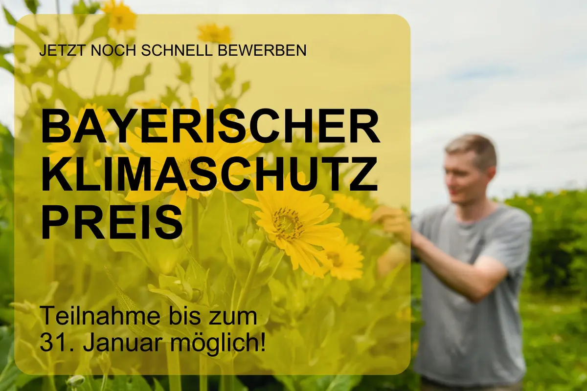 Gelb blühende Energiepflanzen der Durchwachsenen Silphie Im Hintergrund steht eine männliche Person in grauem T-Shirt. VOrdergrund: Hinweis Teilnahme Bay. Klimaschutzpreis