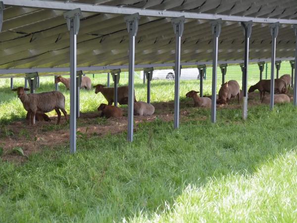 Schafbeweidung zwischen den Solarmodulen in Speichersdorf