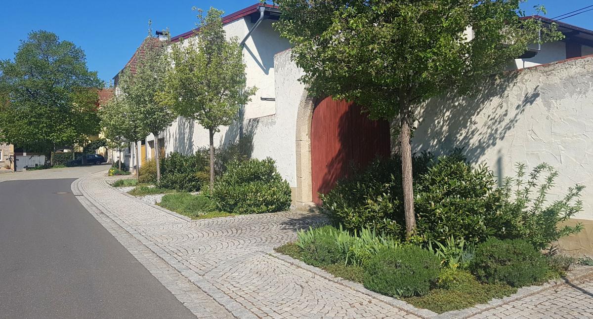 Bäume neben gepflastertem Gehweg