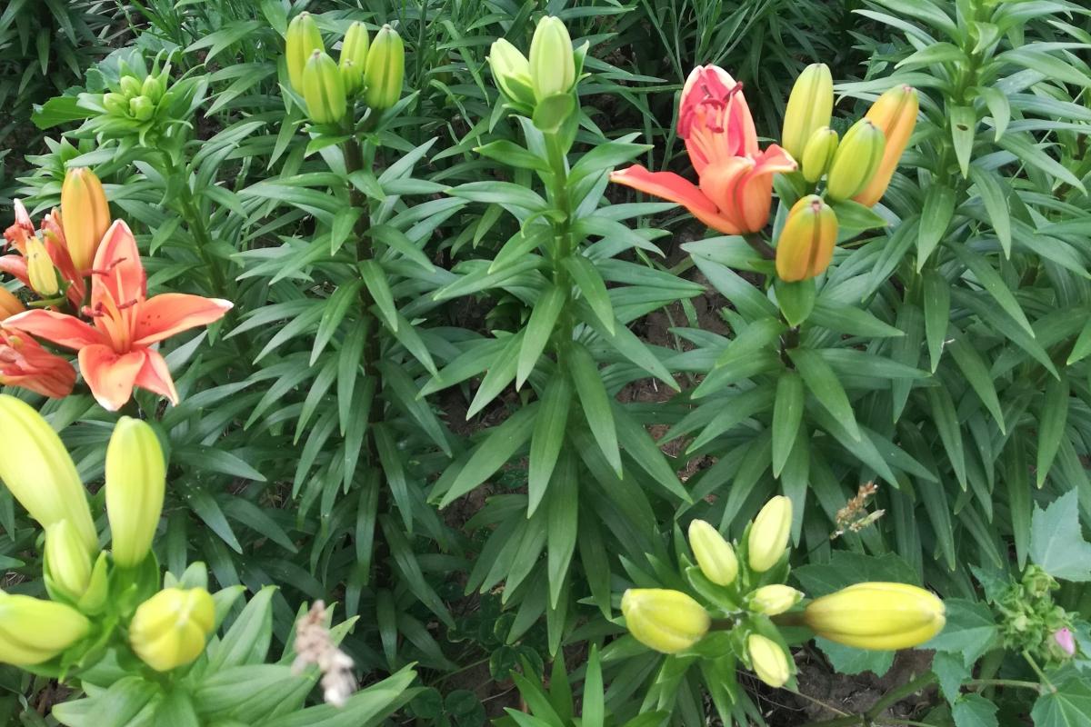 Lilien-