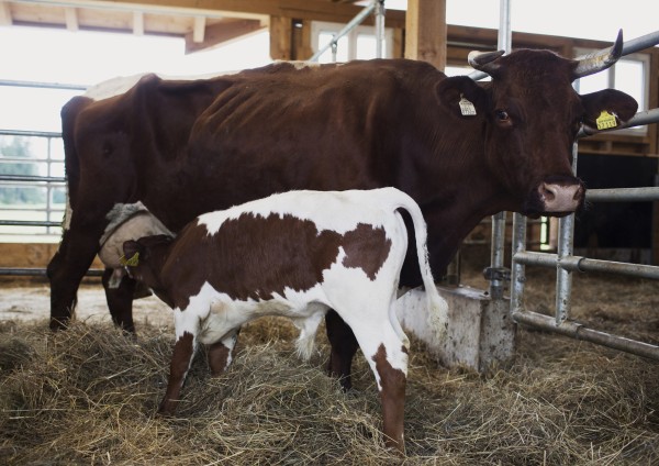 Kalb mit seiner Mutterkuh