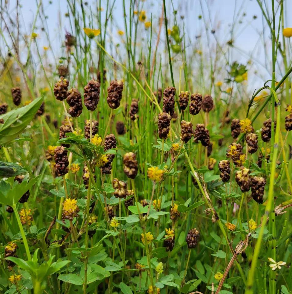 Der seltene und stark gefährdete Moor-Klee (Trifolium spadiceum L)