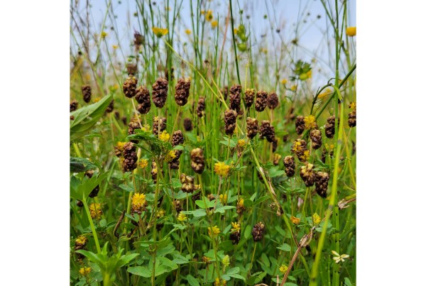 Der seltene und stark gefährdete Moor-Klee (Trifolium spadiceum L)