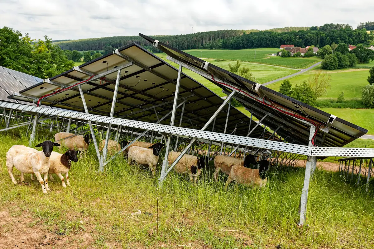 Schafe weiden unter eine PV-Freiflächenanlage.